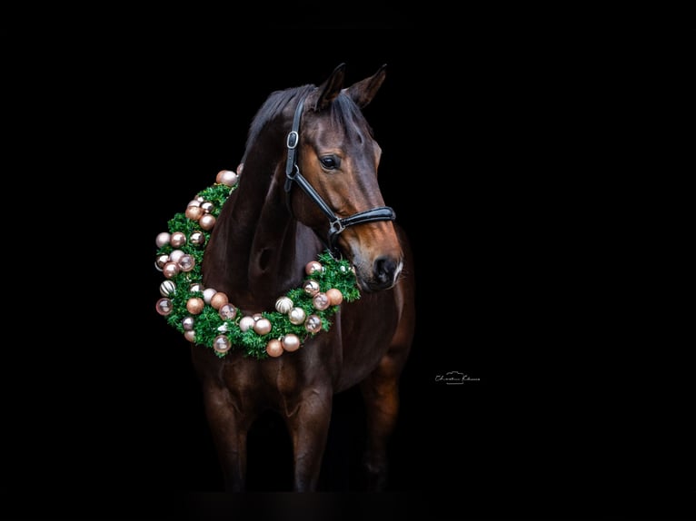 Rhinelander Mare 10 years 17,1 hh Brown in Mainz