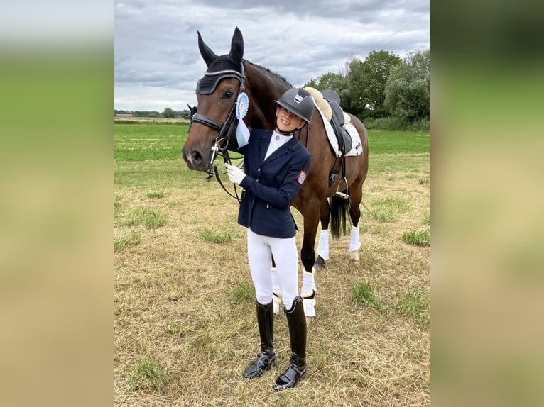 Rhinelander Mare 10 years 17,1 hh Brown in Mainz