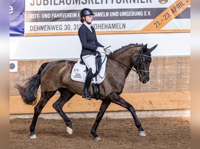 Rhinelander Mare 11 years 16.1 hh Black in Uetze