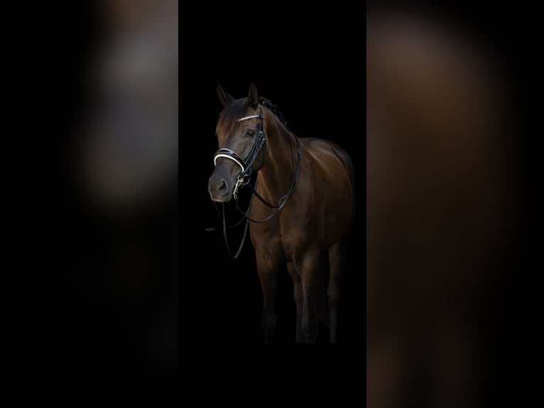 Rhinelander Mare 11 years 16.1 hh Black in Uetze