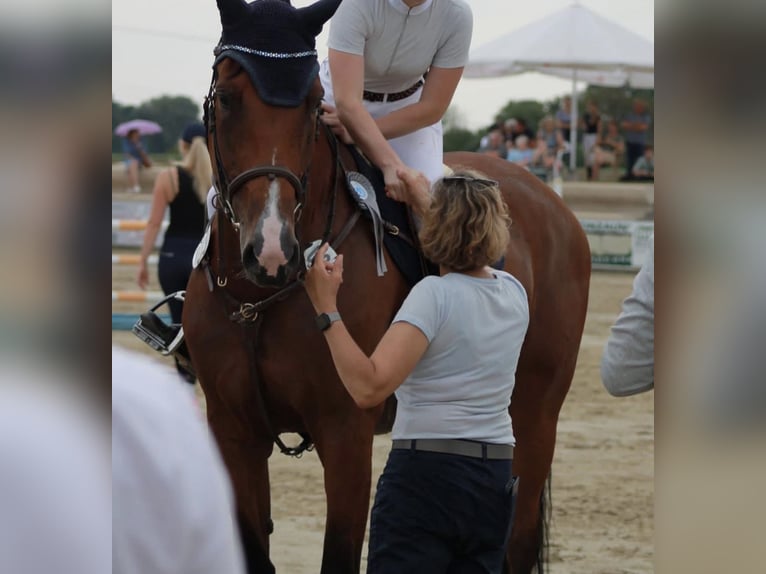 Rhinelander Mare 11 years 16,3 hh Brown in Übach-Palenberg