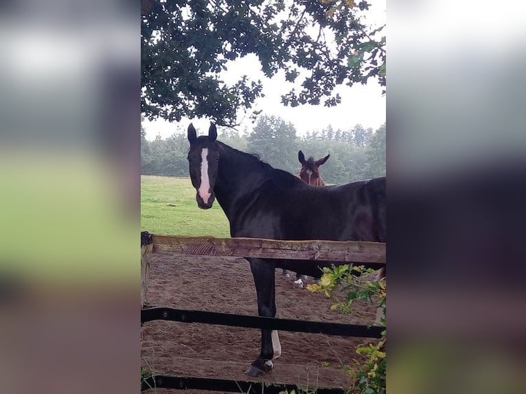 Rhinelander Mare 11 years 16,1 hh Black in Dinklage