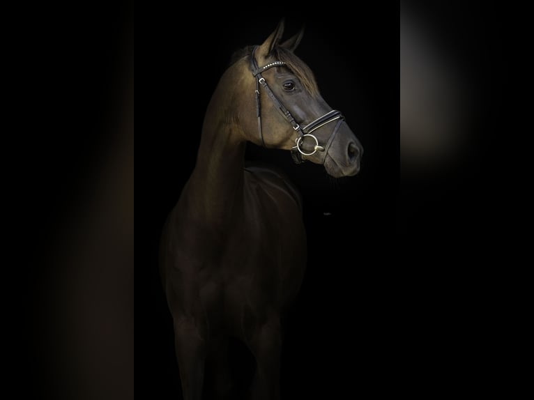 Rhinelander Mare 11 years 16,1 hh Black in Uetze