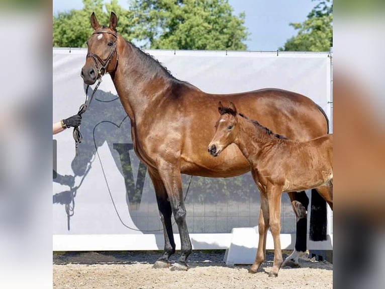 Rhinelander Mare 11 years 16,1 hh Brown in Bönen