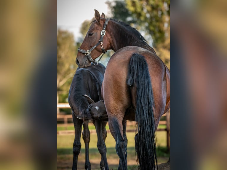 Rhinelander Mare 11 years 16,1 hh Brown in Bönen