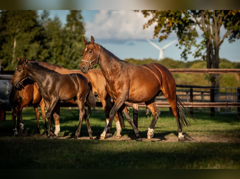 Rhinelander Mare 11 years 16,1 hh Brown in Bönen