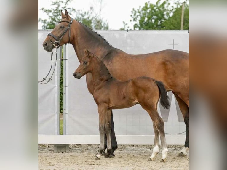 Rhinelander Mare 11 years 16,1 hh Brown in Bönen