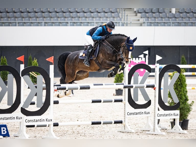 Rhinelander Mare 11 years 16,1 hh Brown in Wermelskirchen