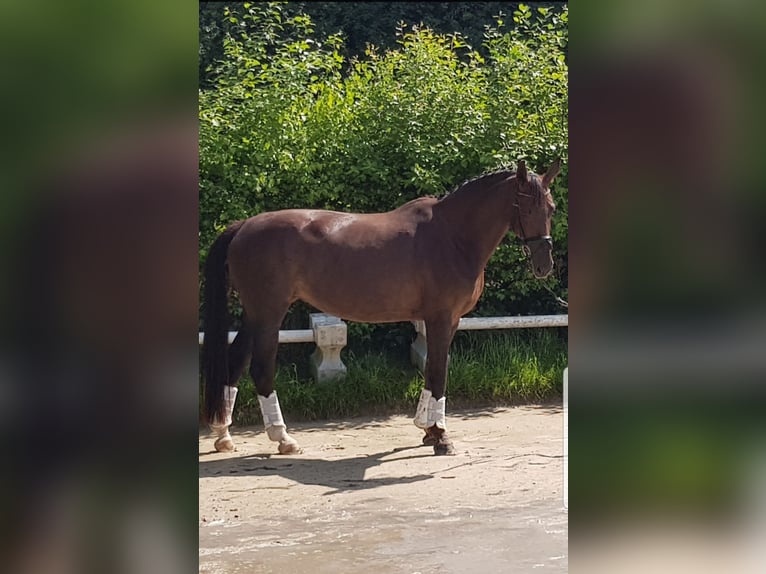 Rhinelander Mare 11 years 16,2 hh Chestnut in Xanten