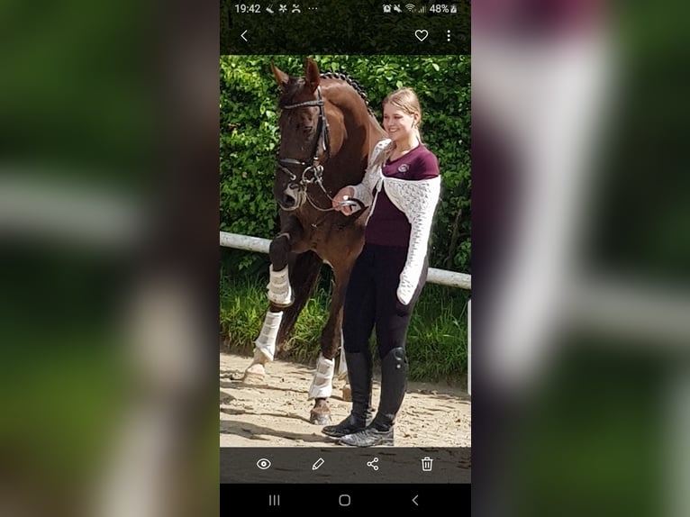 Rhinelander Mare 11 years 16,2 hh Chestnut in Xanten