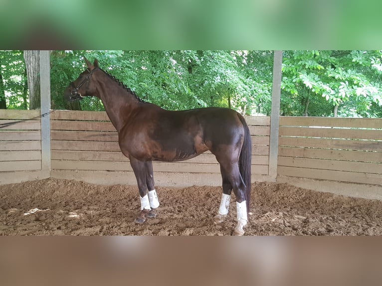 Rhinelander Mare 11 years 16,2 hh Chestnut in Xanten