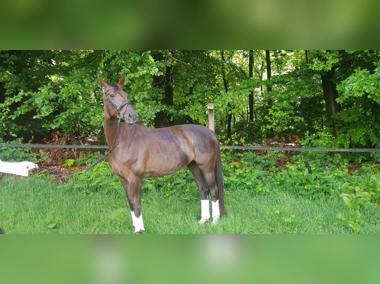 Rhinelander Mare 11 years 16,2 hh Chestnut in Xanten