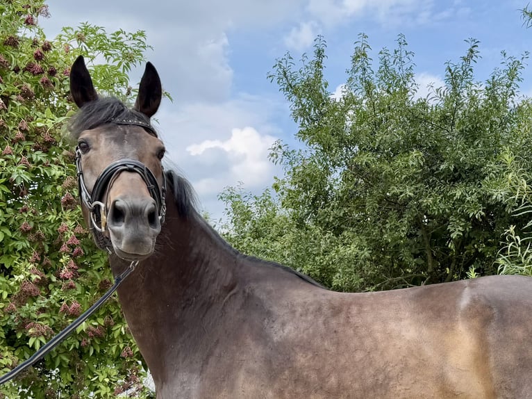 Rhinelander Mare 11 years 17 hh Bay-Dark in Grevenbroich