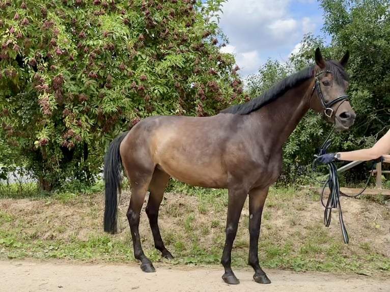 Rhinelander Mare 11 years 17 hh Bay-Dark in Grevenbroich