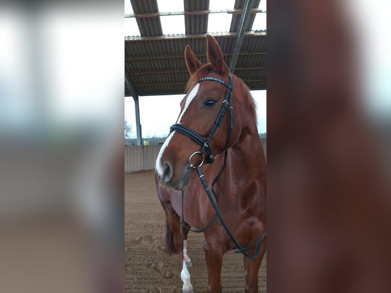 Rhinelander Mare 12 years 15,3 hh Chestnut-Red in Goch