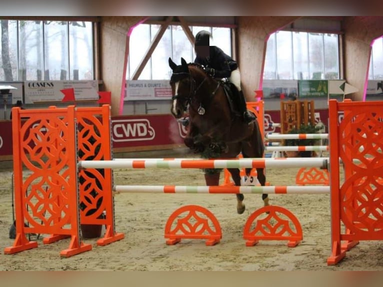 Rhinelander Mare 12 years 15,3 hh Chestnut-Red in Goch