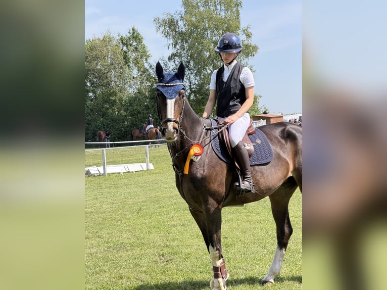 Rhinelander Mare 12 years 16.1 hh Brown in Gnarrenburg