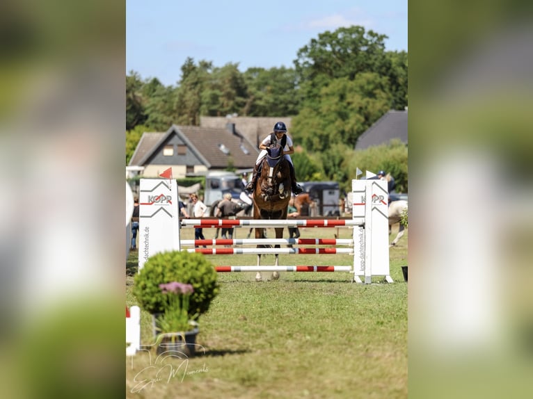 Rhinelander Mare 12 years 16.1 hh Brown in Gnarrenburg