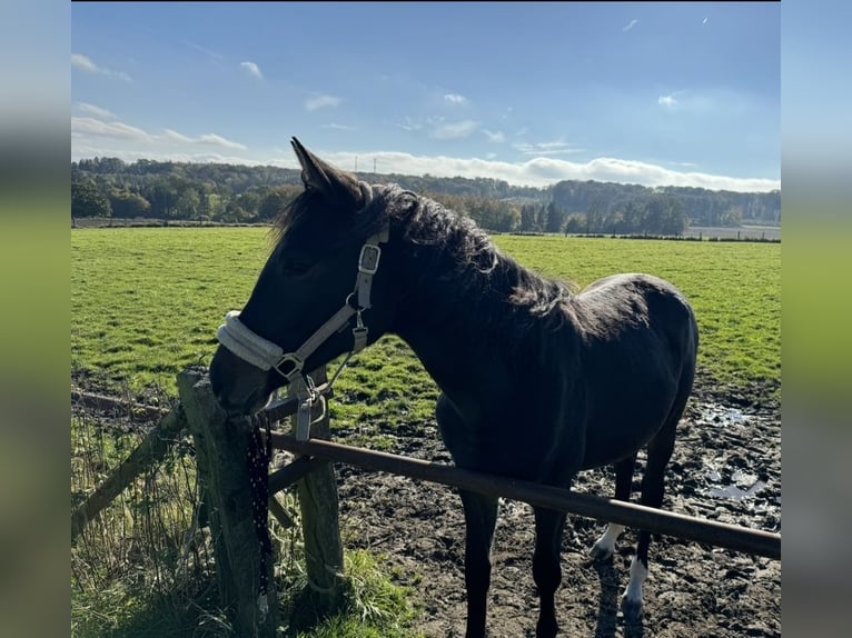 Rhinelander Mare 12 years 16,2 hh Brown in Arnsberg