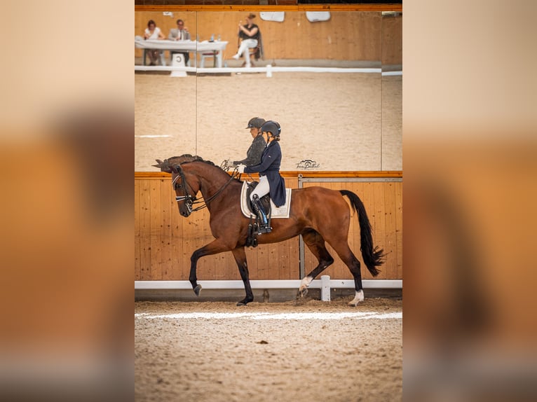 Rhinelander Mare 12 years 16,3 hh Brown in EssenEssen