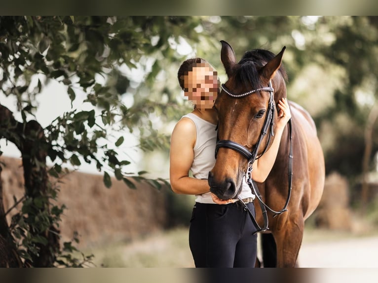 Rhinelander Mare 12 years 16,1 hh Brown in Bedburg