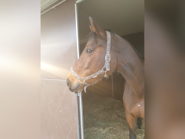 Rhinelander Mare 12 years 16,1 hh Brown in Bedburg