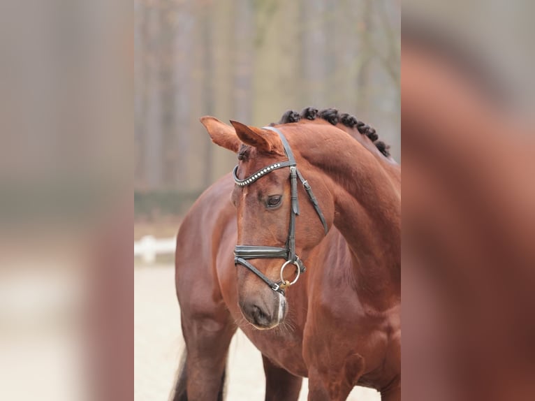 Rhinelander Mare 12 years 16,1 hh Chestnut in Rheine