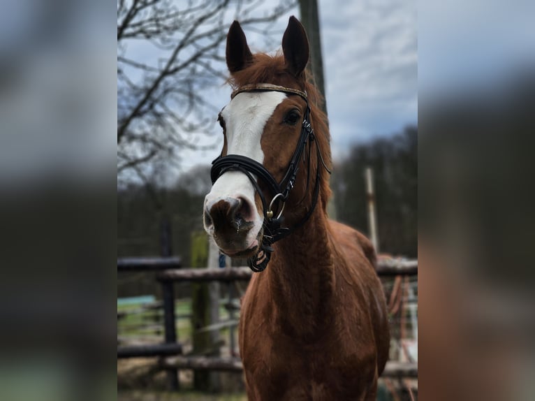 Rhinelander Mare 12 years 16,2 hh Bay in Köln, NRW