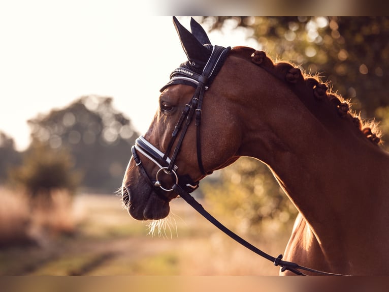 Rhinelander Mare 12 years 16,2 hh Chestnut-Red in Rhede