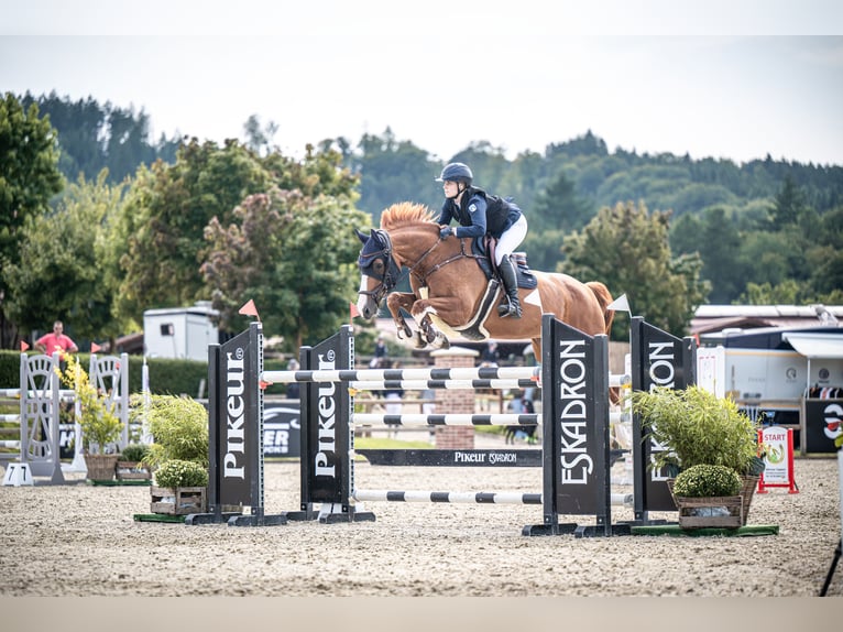 Rhinelander Mare 12 years 16,3 hh Chestnut-Red in Grevenbroich Rhinelander Mare 12 years 16,3 hh Chestnut-Red in Grevenbroich