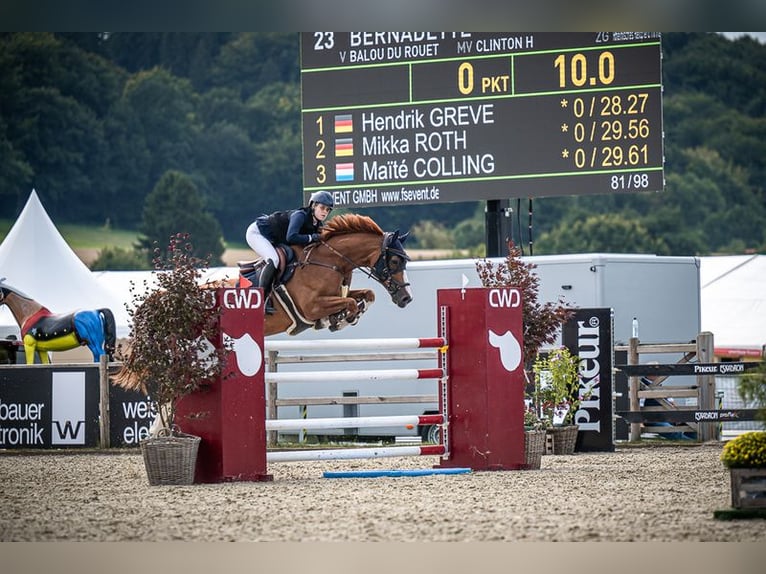 Rhinelander Mare 12 years 16,3 hh Chestnut-Red in Grevenbroich Rhinelander Mare 12 years 16,3 hh Chestnut-Red in Grevenbroich