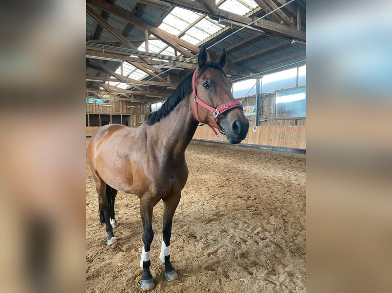 Rhinelander Mare 13 years 16.1 hh Brown in Bedburg