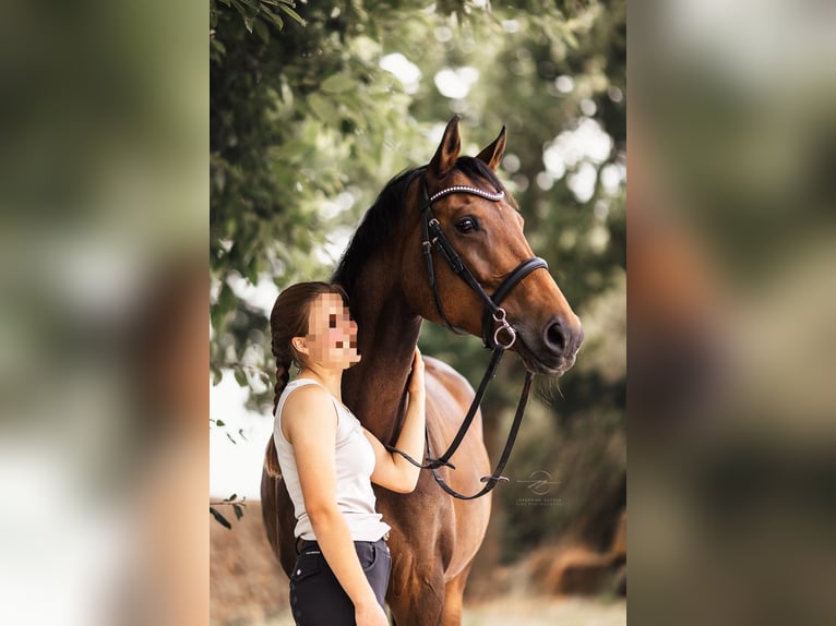 Rhinelander Mare 13 years 16.1 hh Brown in Bedburg