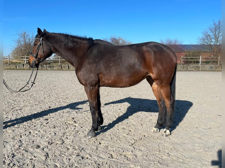 Rhinelander Mare 13 years 16.1 hh Brown in Bedburg