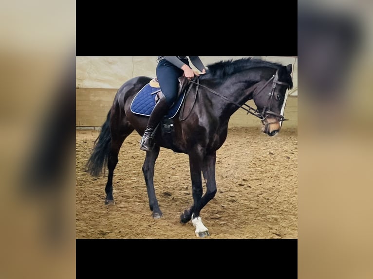 Rhinelander Mare 13 years 16,1 hh Brown in Arnsberg