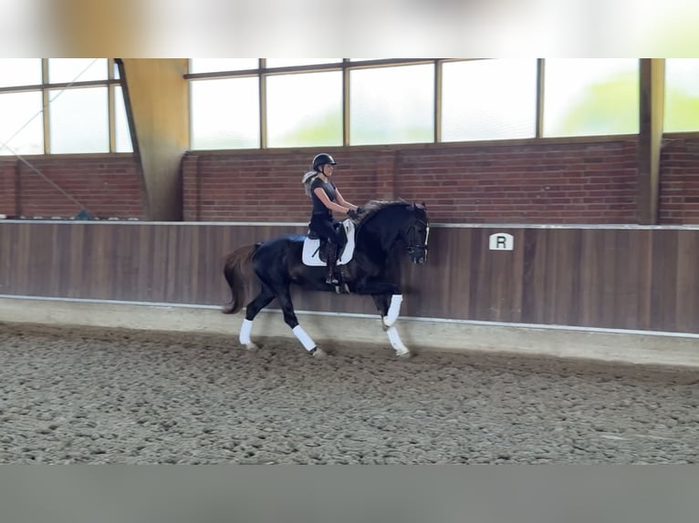 Rhinelander Mare 13 years 16.1 hh Chestnut in Düsseldorf