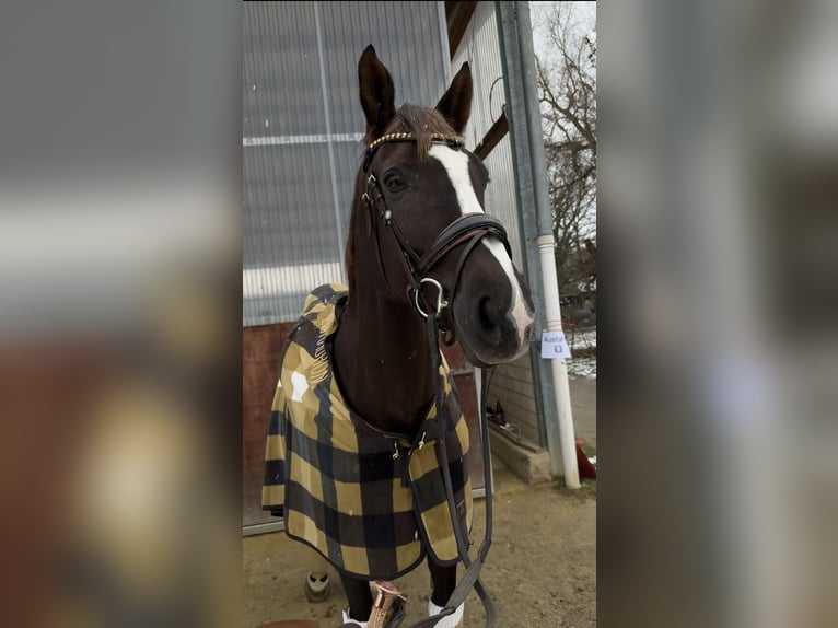 Rhinelander Mare 13 years 16.1 hh Chestnut in Düsseldorf
