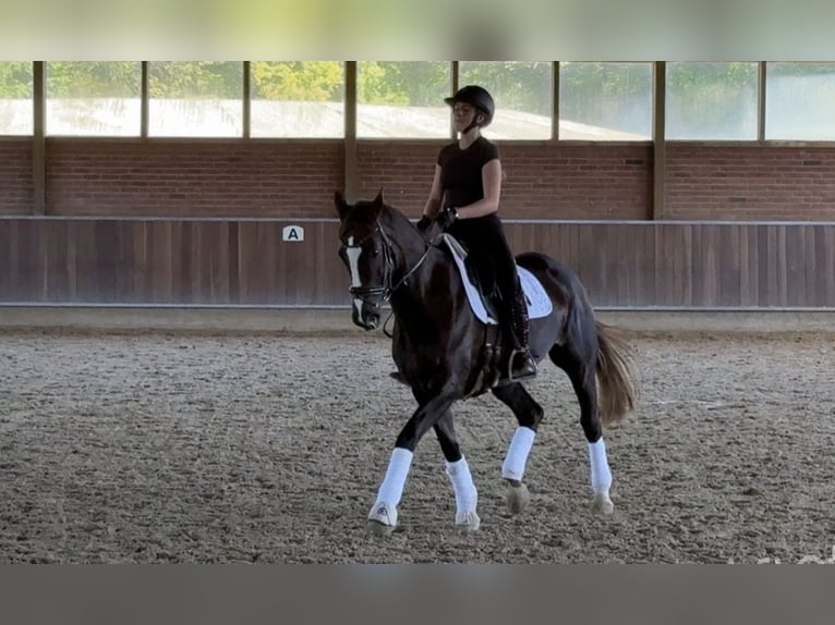 Rhinelander Mare 13 years 16.1 hh Chestnut in Düsseldorf