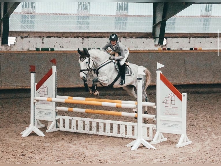 Rhinelander Mare 13 years 16,2 hh Gray-Fleabitten in Algermissen