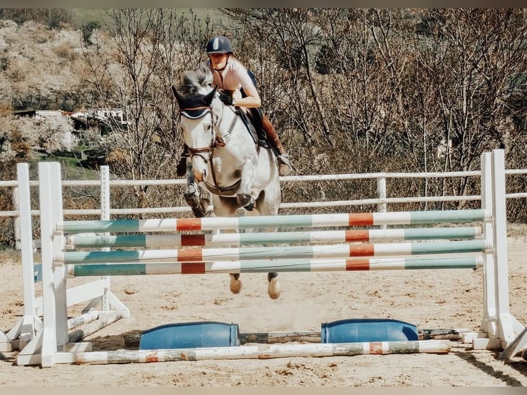 Rhinelander Mare 13 years 16,2 hh Gray-Fleabitten in Algermissen