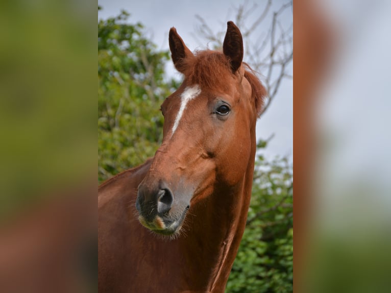 Rhinelander Mare 13 years 16 hh Chestnut-Red in RatingenRatingen Rhinelander Mare 13 years 16 hh Chestnut-Red in RatingenRatingen