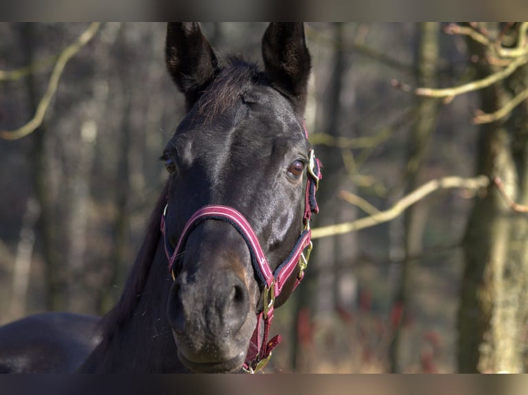 Rhinelander Mare 13 years 16 hh Smoky-Black in Taufkirchen