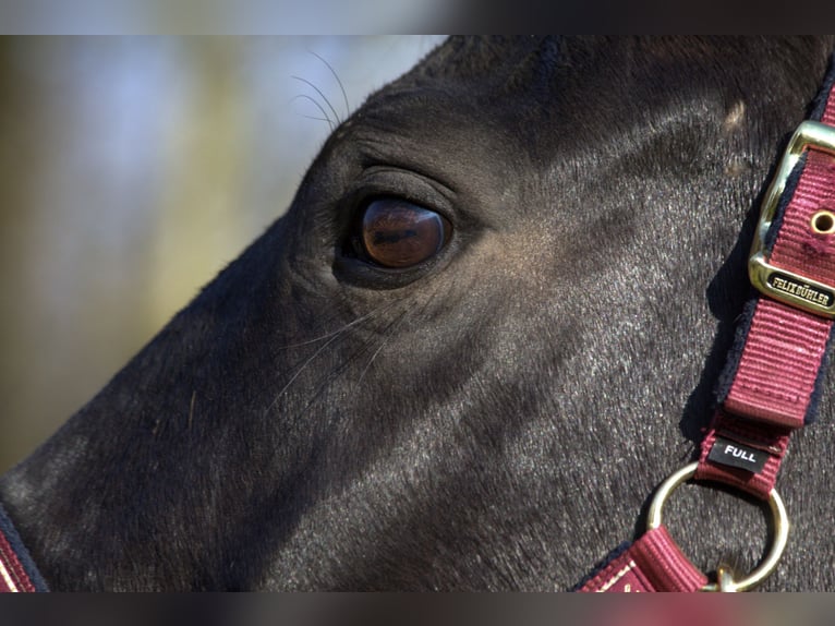 Rhinelander Mare 13 years 16 hh Smoky-Black in Taufkirchen