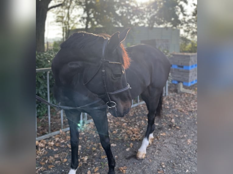 Rhinelander Mare 13 years 16,1 hh Bay-Dark in Goch