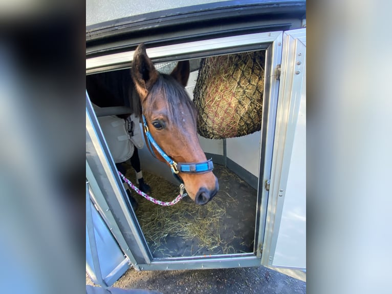 Rhinelander Mare 13 years 16,1 hh Brown in Bedburg