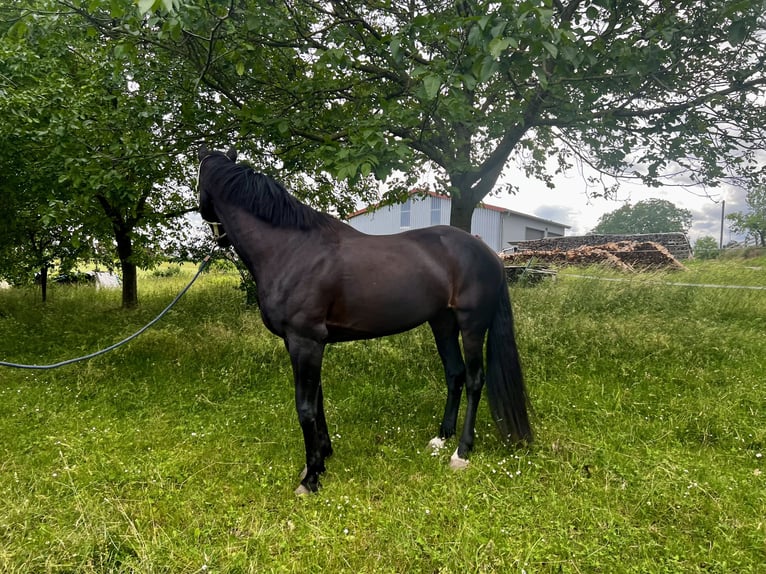 Rhinelander Mare 13 years 16,3 hh in Freiburg im Breisgau