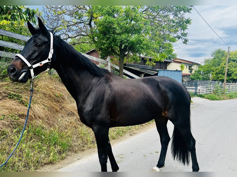 Rhinelander Mare 13 years 16,3 hh in Freiburg im Breisgau