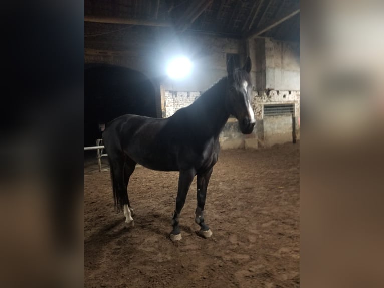 Rhinelander Mare 13 years 17 hh Bay-Dark in Niederkassel