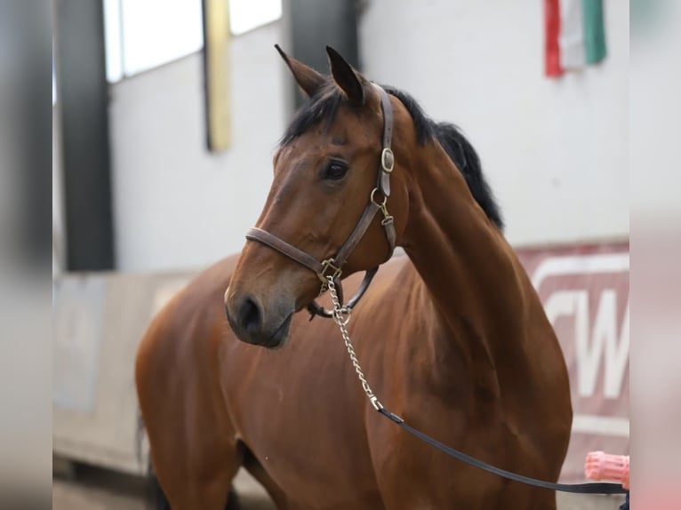 Rhinelander Mare 13 years 17,2 hh Brown in Düren