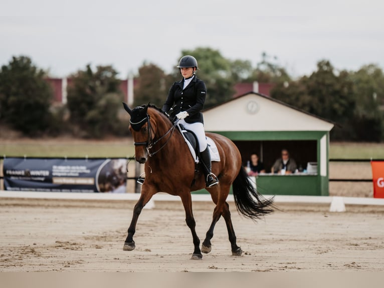 Rhinelander Mare 13 years 17,2 hh Brown in Düren